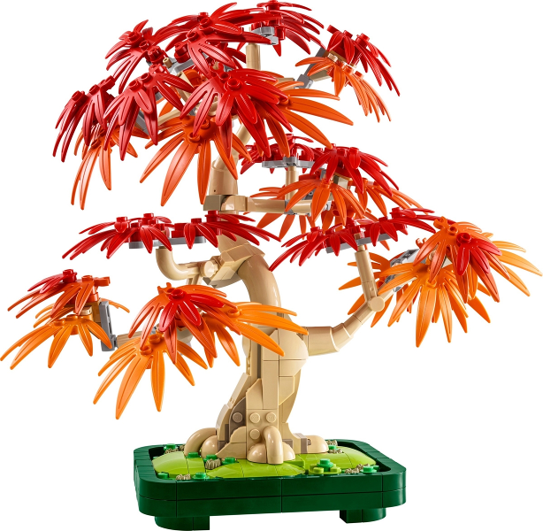 10348 Japanese Maple Tree